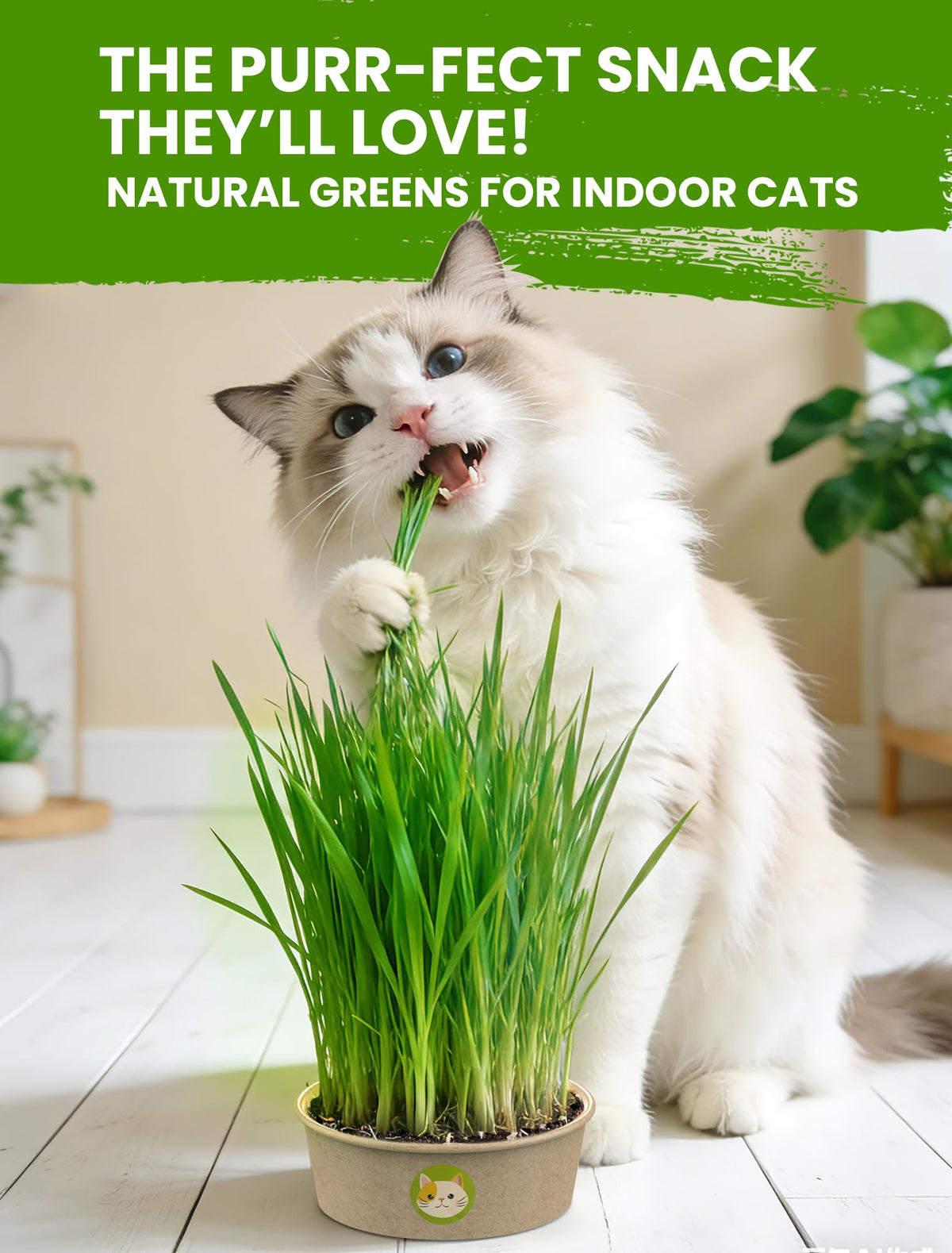 3 Pack Cat Grass Kit with Biodegradable Pots, Soil & Seeds K963383