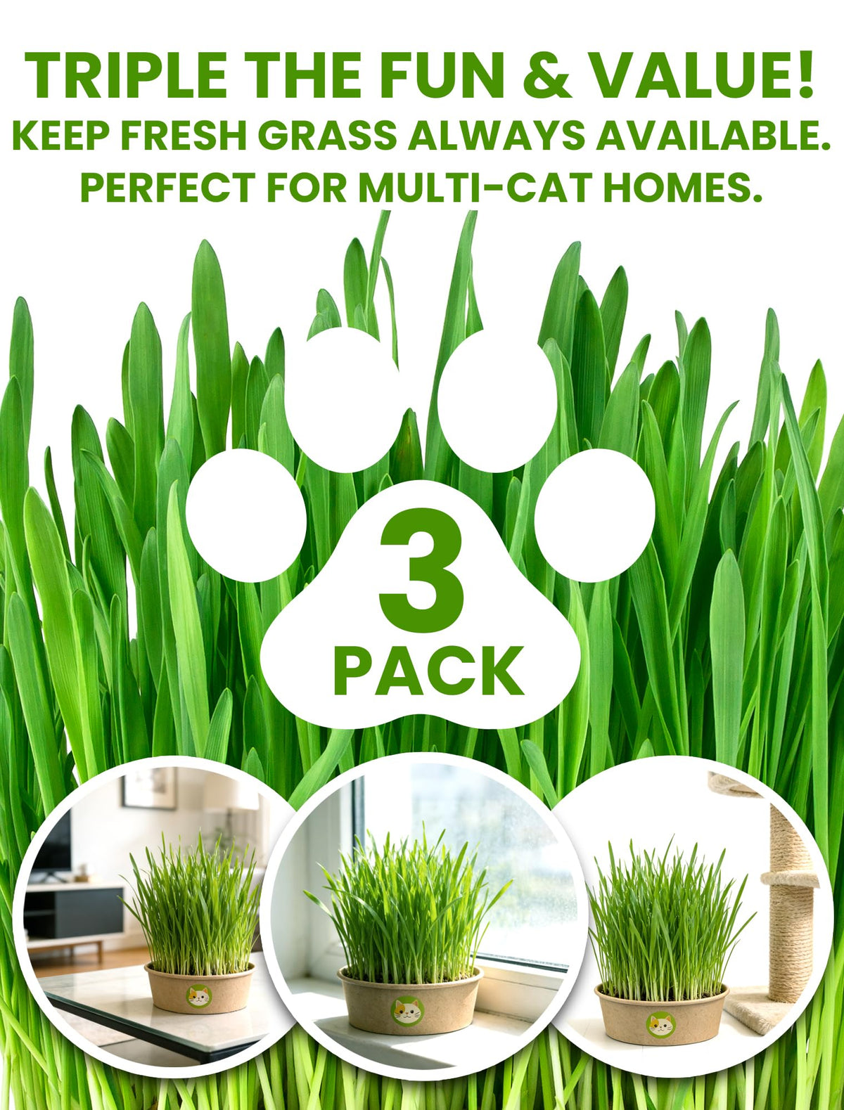 3 Pack Cat Grass Kit with Biodegradable Pots, Soil & Seeds K963383
